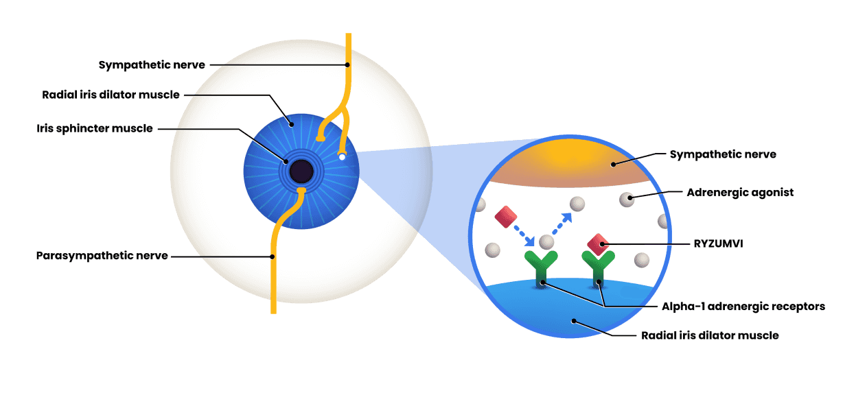 RYZUMVI™ (phentolamine ophthalmic solution) mechanism of action